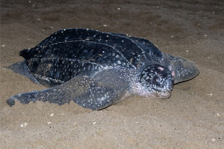 Scientists Uncover Secret Foraging Havens of the World’s Largest Turtles