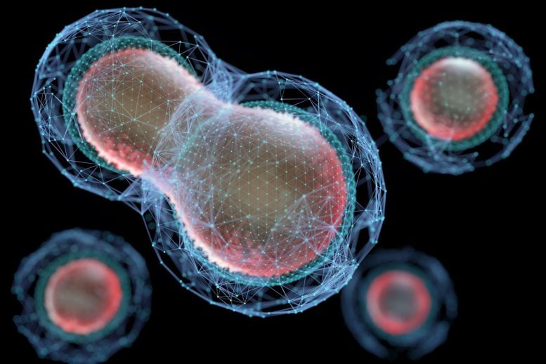 Scientists Solve Century-Old Cell Division Mystery