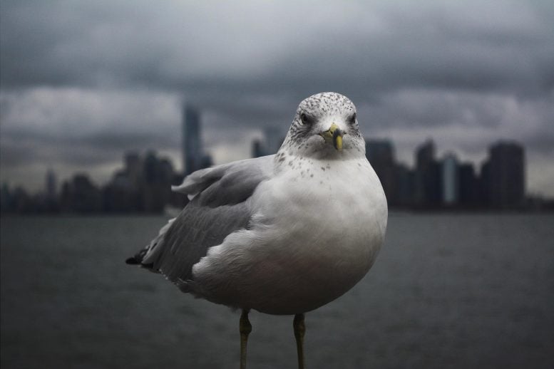 Phát hiện cúm H5N1 ở New York City Wild Birds