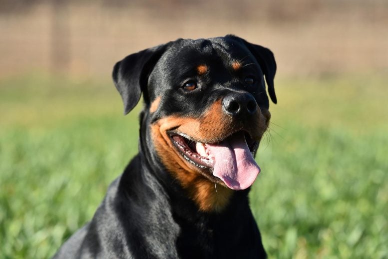 Redefining Canine Care: The Surprising Science Behind Neutering Rottweilers