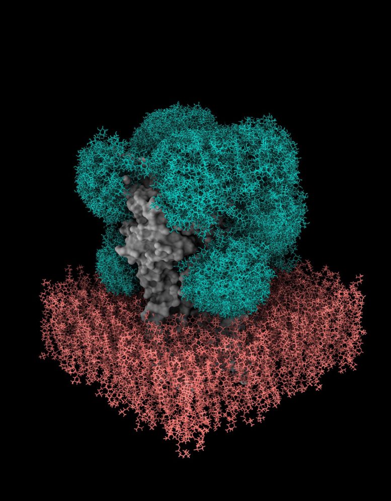 GlycoSHIELD: New Software Revolutionizes Drug Development