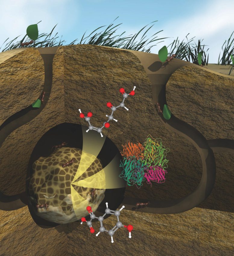 Unlocking Nature’s Secrets: Revolutionary Imaging Unveils Plant Degradation Mysteries