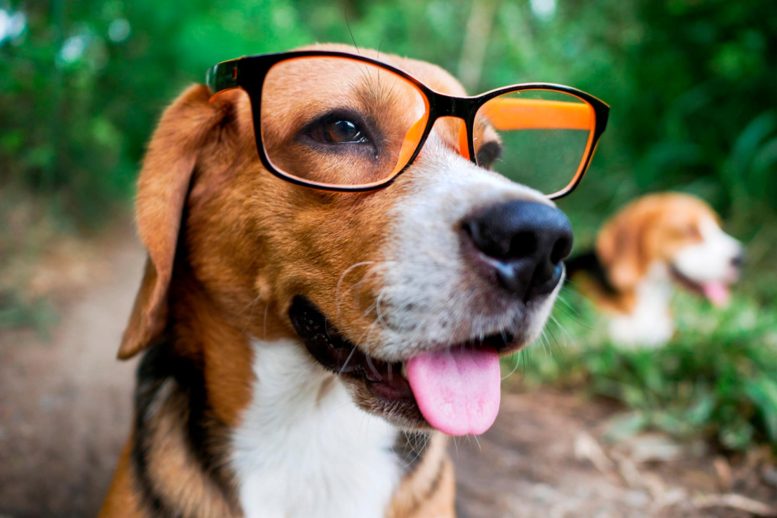 Canine Einsteins: Tiết lộ thiên tài của những chú chó ham mê đồ chơi