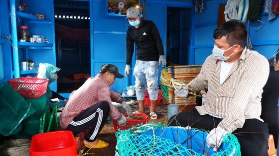 Phu Yen: Lobster export prices reduce by half