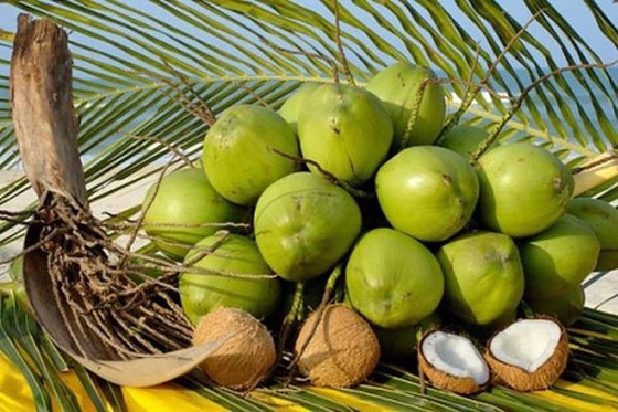 Vietnam’s coconut export to reach US$1 billion in 2025: insider