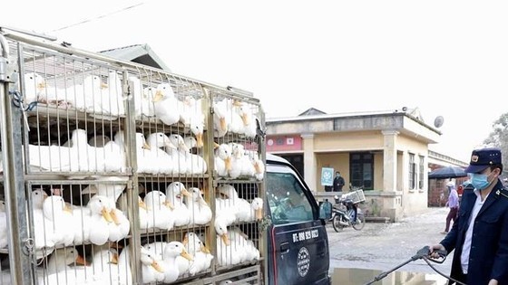 C05 asked to form specialized project to stop smuggled poultry