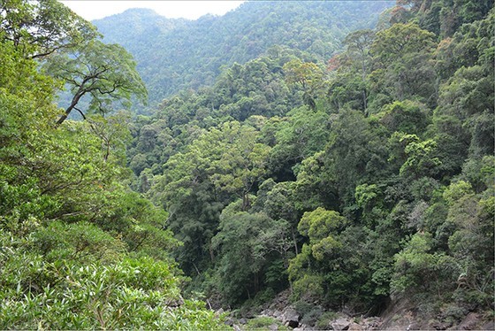 Over 600ha of forest in Binh Thuan to be felled for national reservoir project