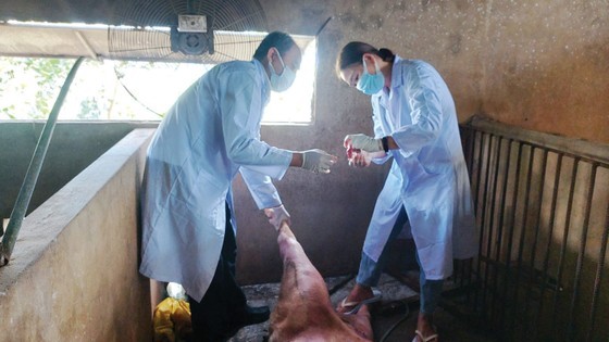 Domestic pig farmers effort to prevent spread of African swine fever