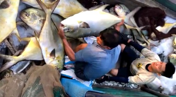 Ha Tinh’s fishermen catch huge haul of fish in net