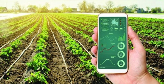 Efforts made to promote digital transformation in agriculture