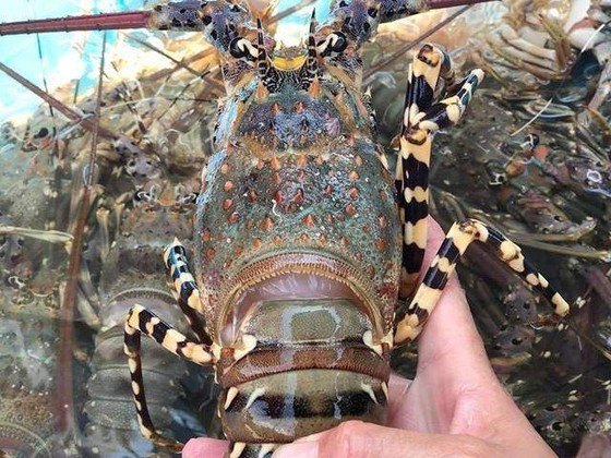 Ministry seeks ways to address blockage of lobster exports to China