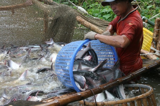 Good news for Vietnam’s tra fish exports to US