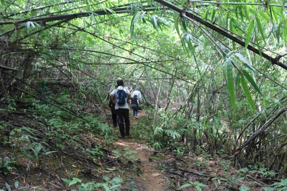 Rare wood species found in forest planned for reservoir project