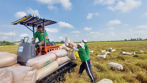 Vietnam rice exports surge to new record revenue