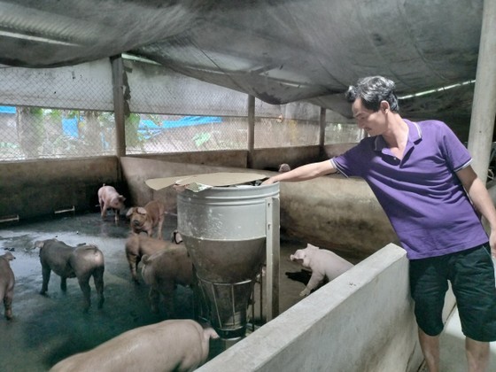 Farmers reluctant to re-herd pigs for fear of low price, diseases