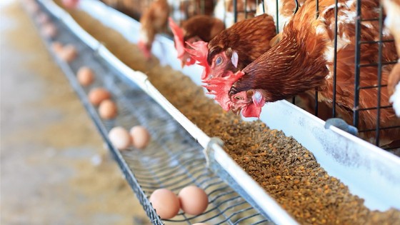 Vietnamese poultry eggs to be exported to Hong Kong (China), Singapore