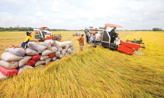 Rice export sets record in turnover