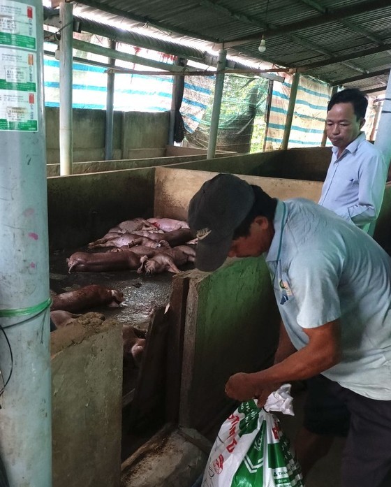 African swine fever spreads to 8 out of 11 districts in Tien Giang Province