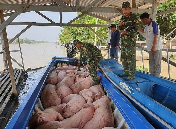 PM urges to prevent illicit trade, transportation of pigs into Vietnam