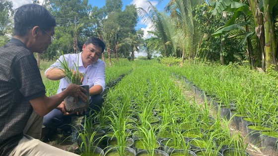 First int’l rice festival to pave way for rice production sustainability