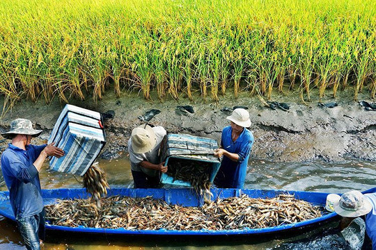 Cà Mau chuẩn bị cho Festival Tôm lần đầu tiên