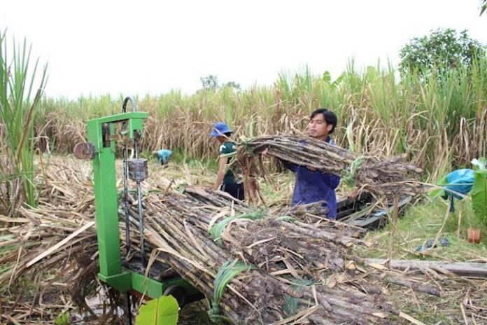 Lần đầu tiên Việt Nam dẫn đầu ASEAN về năng suất đường