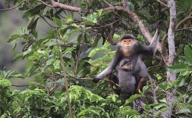 Visiting brown-shanked doucs in the forest of Son Tra Peninsula