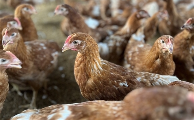 Companies embrace cage-free eggs to meet consumer demand