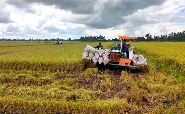 New opportunity for the rice industry to make a breakthrough