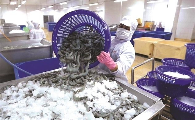 "King of shrimp" Minh Phu faces loss on fierce competition against Ecuadorean, Indian ...