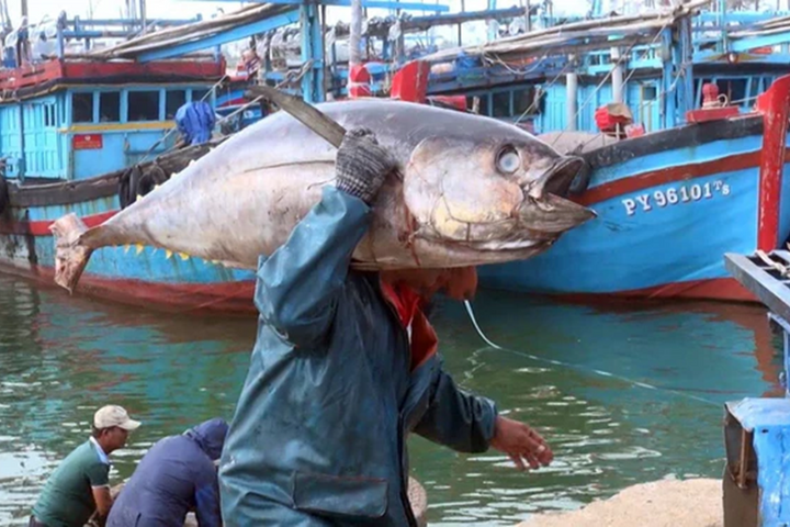 Cần "gỡ vướng" cho doanh nghiệp xuất khẩu cá ngừ