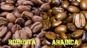 Bí quyết phân biệt cà phê Arabica và Robusta