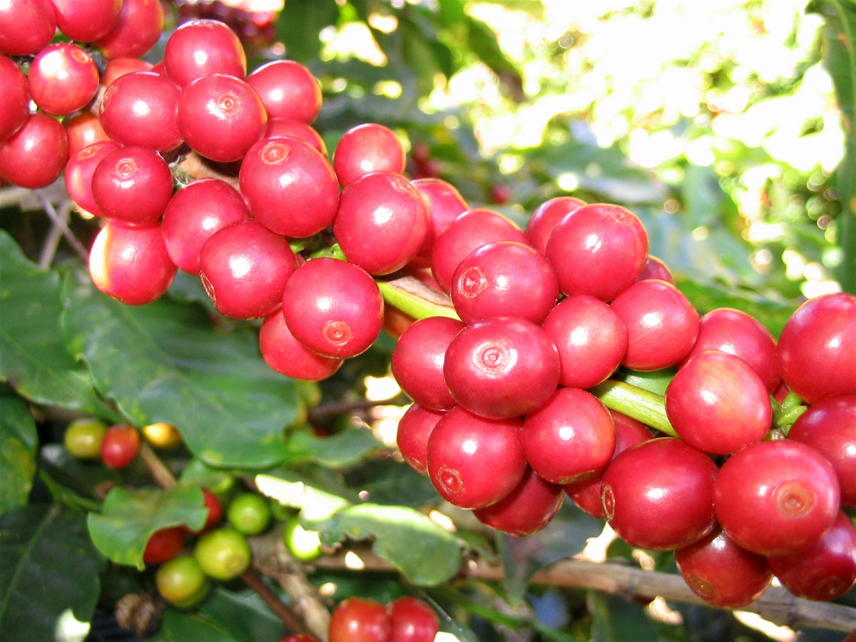 Nguồn gốc và đặc tính hương vị của cà phê Robusta