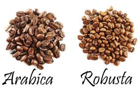 Cách phân biệt cà phê Robusta và cà phê Arabica