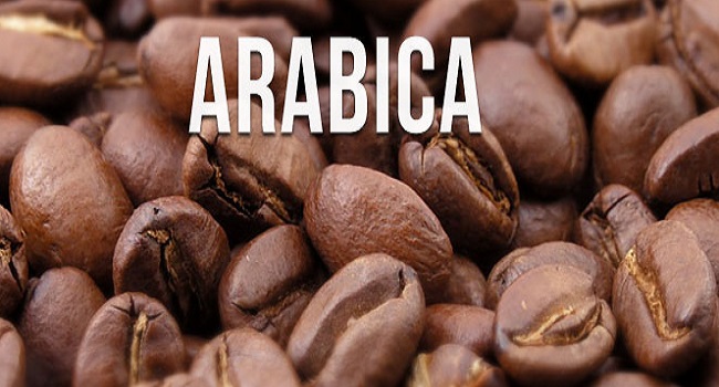 Công dụng bất ngờ của cà phê Arabica đối với sức khỏe