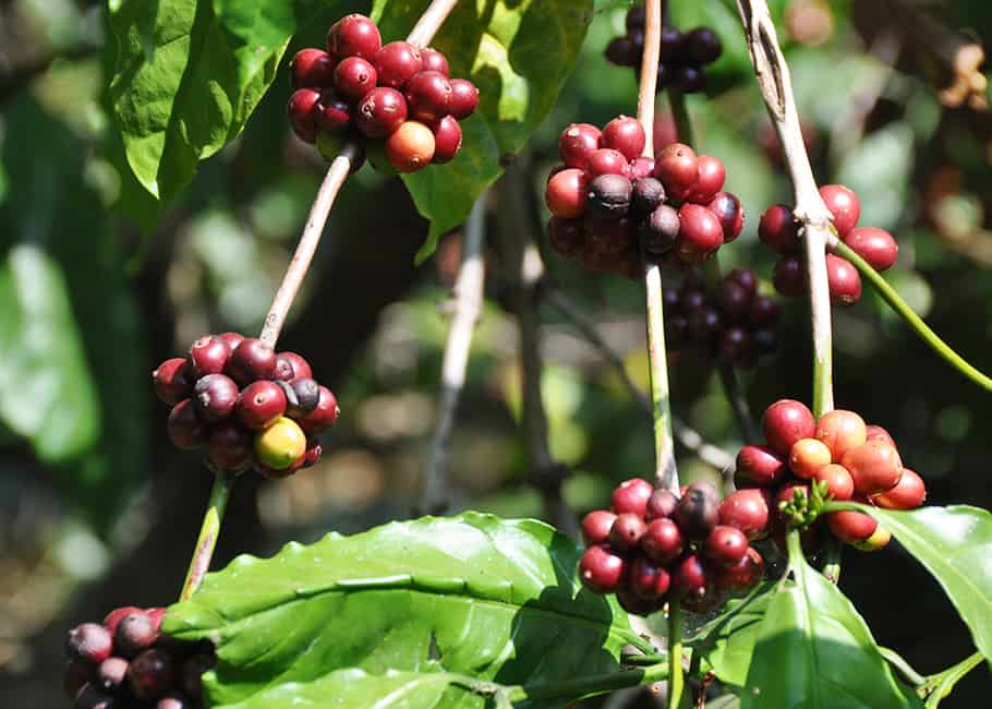 Cà phê Robusta là loại cà phê ngon nhất hiện nay?