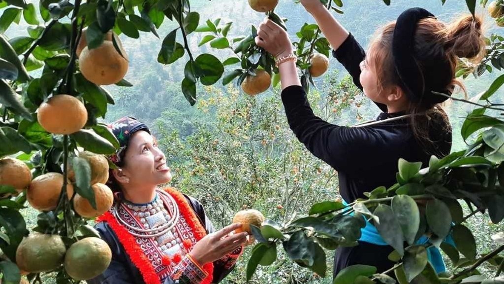 Tuyên Quang: Tập trung phát triển các sản phẩm chủ lực, cải thiện đời sống cho đồng bào dân tộc thiểu số