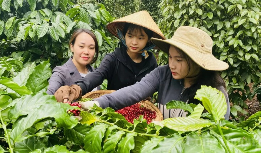 Ngày 19/9: Giá cà phê quay đầu tăng, hồ tiêu tiếp đà giảm