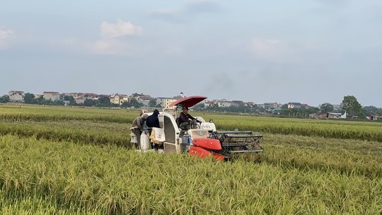 Nông nghiệp Thủ đô dồn lực khôi phục sản xuất sau bão số 3