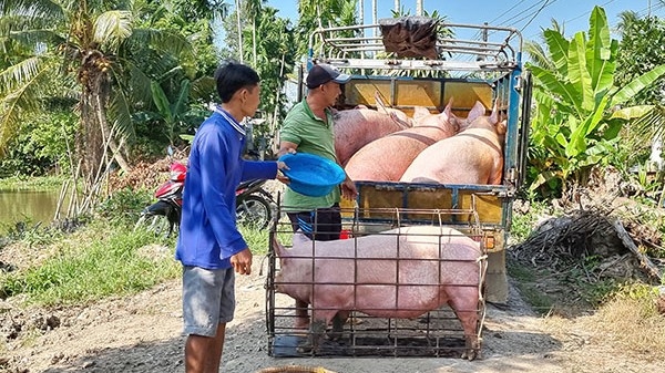 Ngày 8/7: Giá heo hơi điều chỉnh trái chiều tại một số địa phương, thịt heo duy trì ổn định