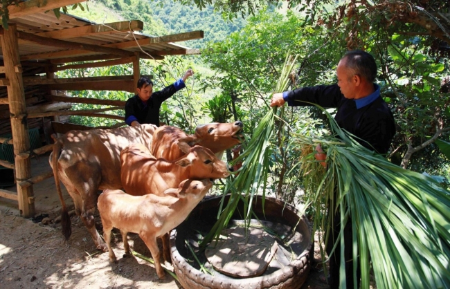 Vốn tín dụng: Cơ hội thoát nghèo cho đồng bào dân tộc thiểu số và miền núi