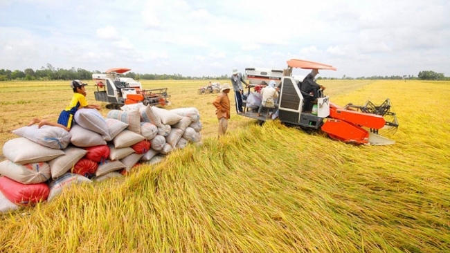 Ngày 7/6: Giá gạo trong nước tăng, gạo xuất khẩu giảm nhẹ