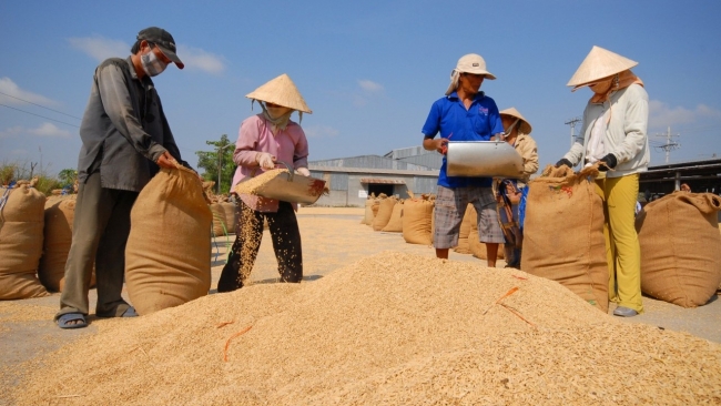 Ngày 31/5: Giá lúa trong nước quay đầu giảm mạnh