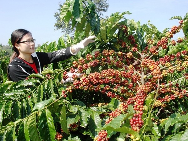 Rau quả, gạo, cà phê kỳ vọng đạt kỷ lục xuất khẩu mới