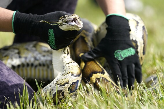 Người chiến thắng giải thưởng lớn đã loại bỏ 20 pythons từ hoang dã Florida