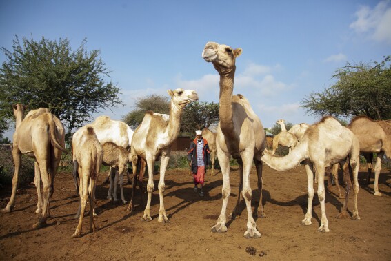 Drought ép Maasai và những người chăn nuôi khác xem cá và lạc đà