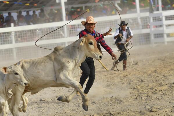 Rupununi Rodeo của Guyana tôn vinh văn hóa cao bồi địa phương