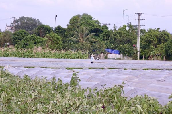 'Vựa rau' lớn nhất Hà Nội xác xơ sau bão