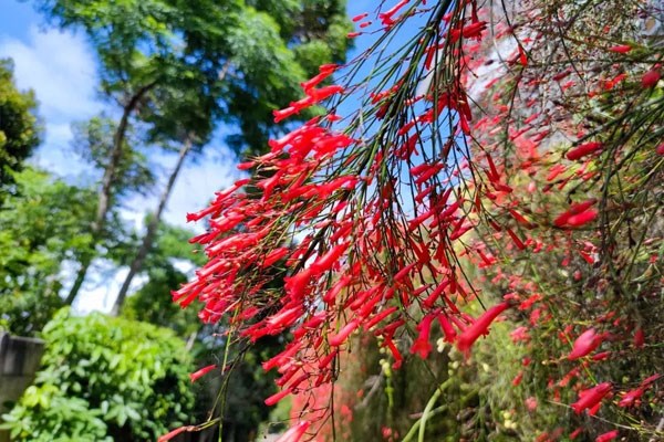 'Chơi pháo' với cây cảnh rực rỡ, lễ hội, in đậm ký ức tuổi thơ, rước may mắn, thịnh vượng vào nhà