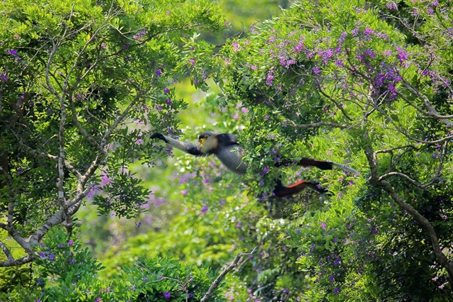 Flower Season Is Full Bloom In Sơn Trà Forest